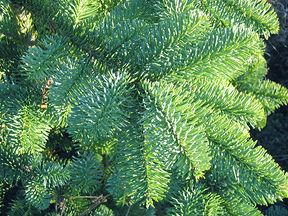 noble fir bough
